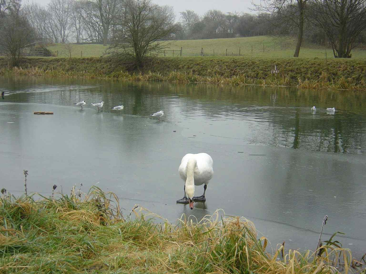 A swan walks down the frozen Stour. 